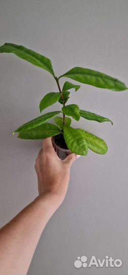 Ароматные, красивоцветущие