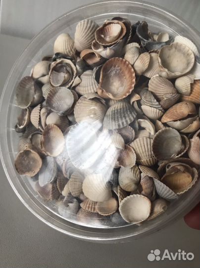 Морские ракушки