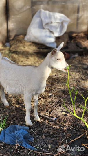 Козлята 4- 6 месяцев