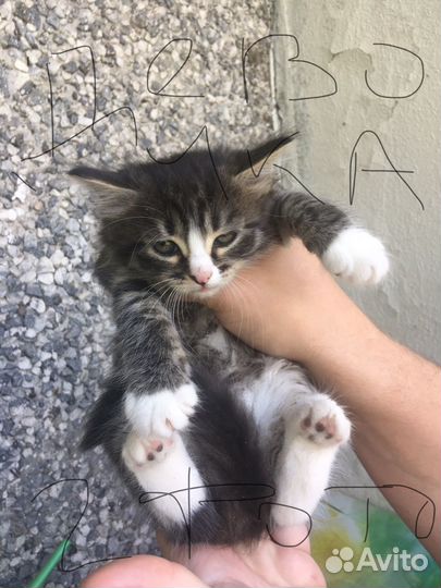 Отдам в добрые руки