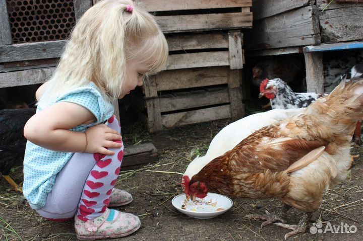 Курочки-несушки