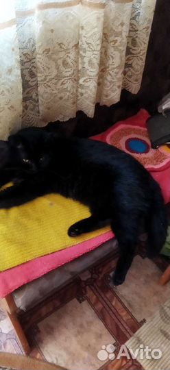 Кошки в добрые руки породистые