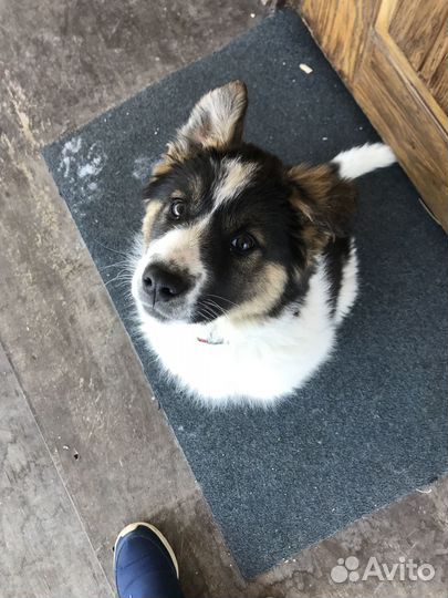 Собака в добрые руки