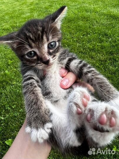 Котята (две кошки и один котенок)