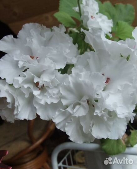 Королевская пеларгония(герань),есть цветущая