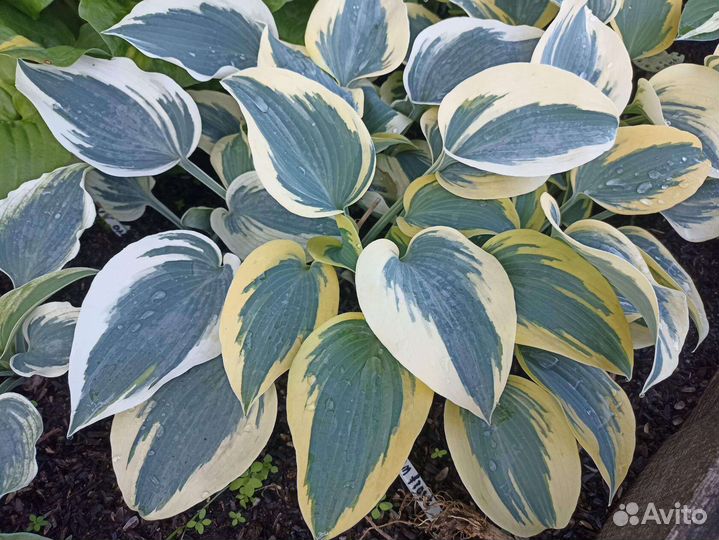 Хосты блю Айвори и Атум фрост