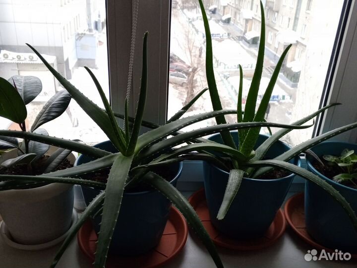 Алоэ вера лечебный