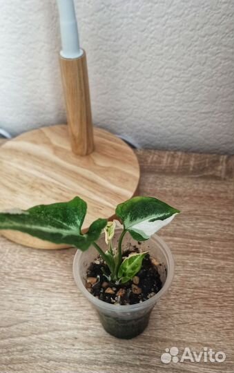 Сингониум Т 25