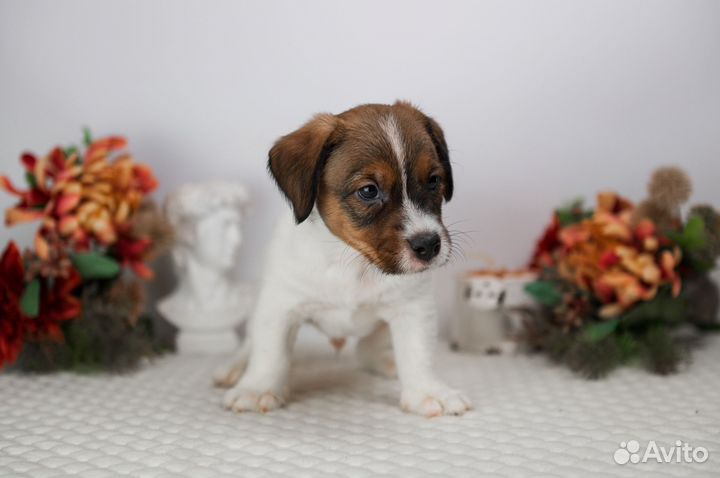 Щенки джек рассел терьер брокен