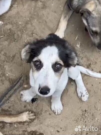 Щенок в добрые руки