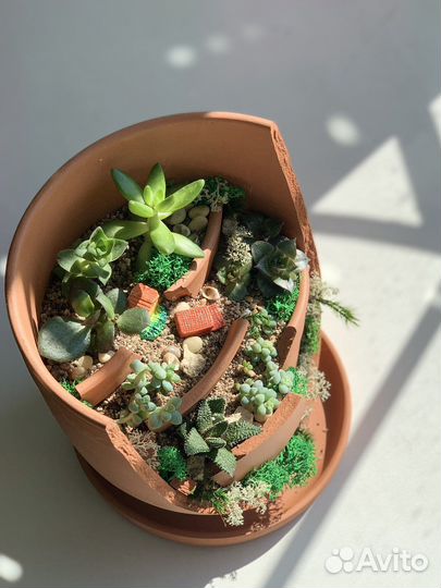 Суккуленты в кашпо