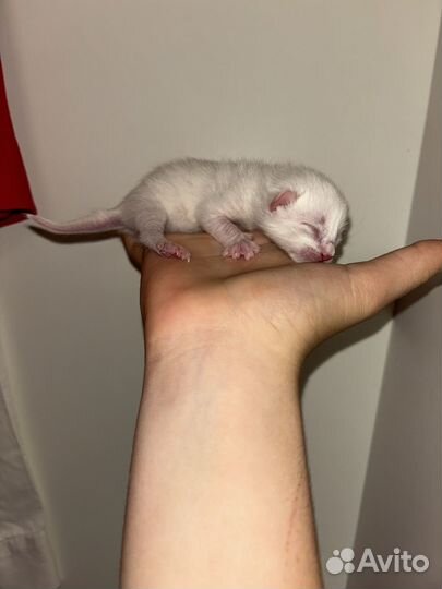 Котята бесплатно