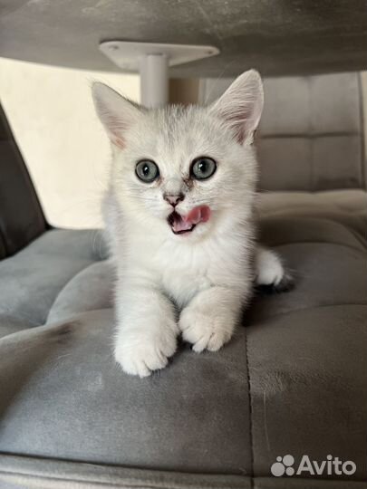 Котята британские серебристые шиншиллы