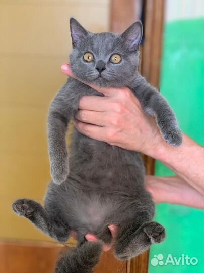 Котенок мальчик