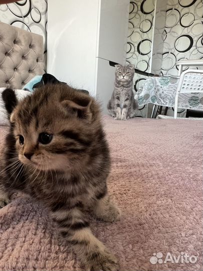 Шотландские котята