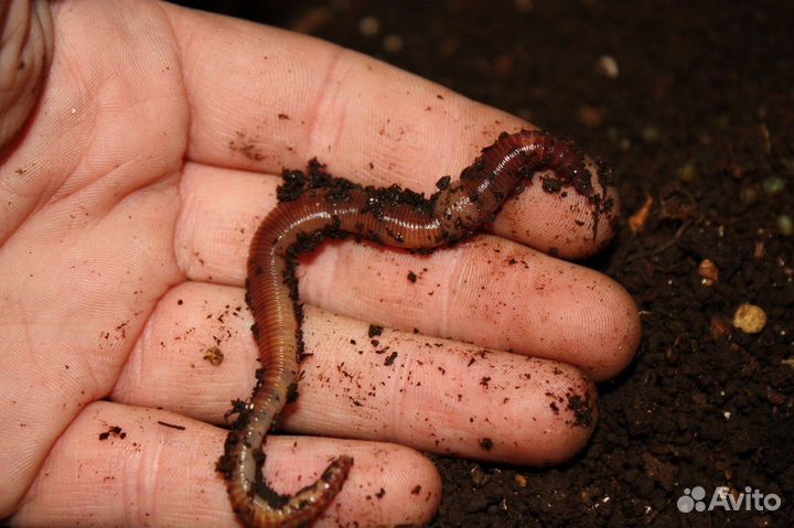 Дендробена рыболовная