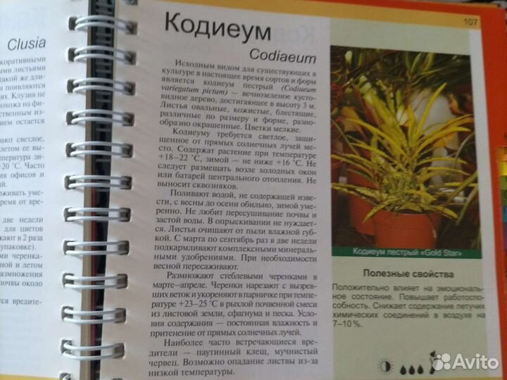 Кодиеум кротон