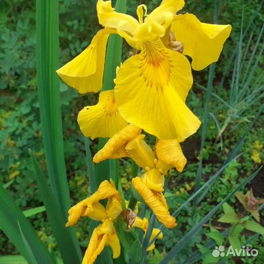 Многолетние растения