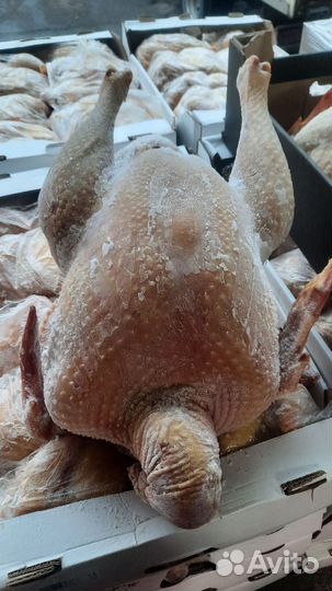 Индейка,куры,гуси,утки (домашняя мясо)