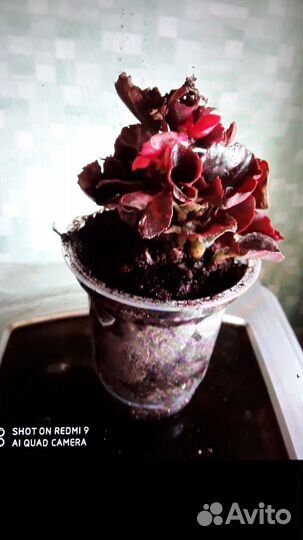 Сансев.,табл.пласт.,диффенбахия,расс. горшк,семена