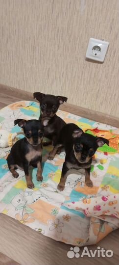 Той-терьер щенки