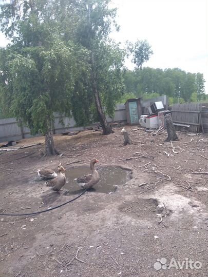 Бараны, гуси