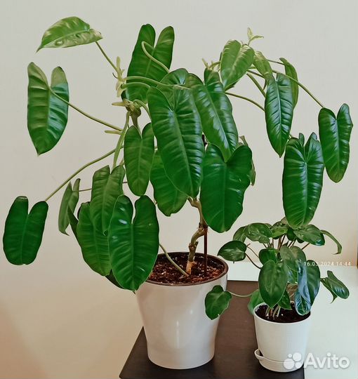 Филодендрон Бурле Макс растение интерьерное