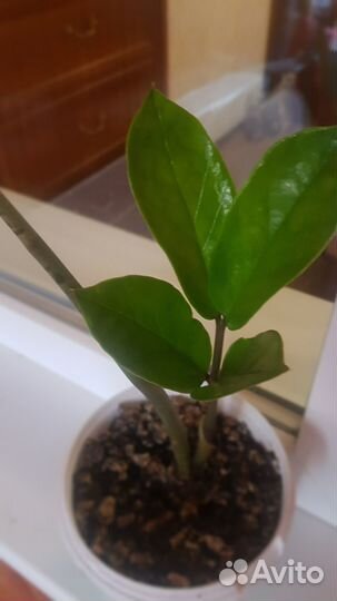 Замиокулькас