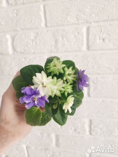 Фиалка мини