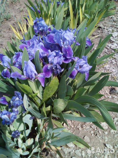 Многолетние растения