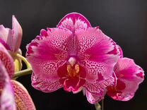 Орхидеи подростки нецветущие