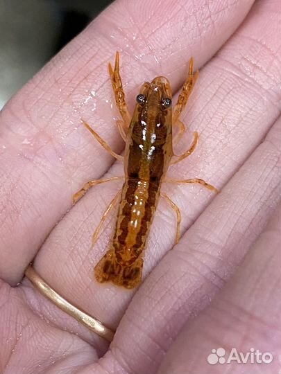 Креветки, раки