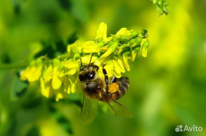 Мёд из Алтая опт