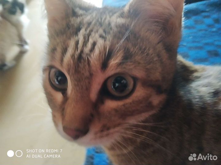 Рысель Метиска бенгалки