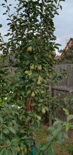 Дача 50 м² на участке 8 сот.