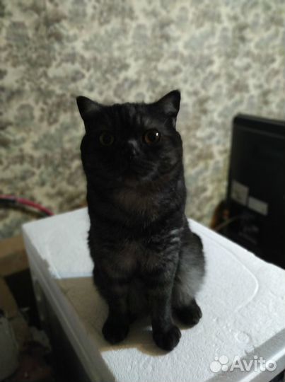 Кушетка медицинская с регулируемым подголовником