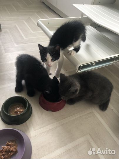 Котята в добрые руки