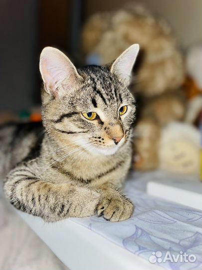 Короткошерстный кот