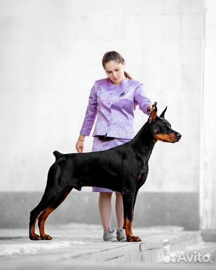 Услуги Хендлера (подготовка собак к выставкам)