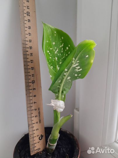 Диффенбахия