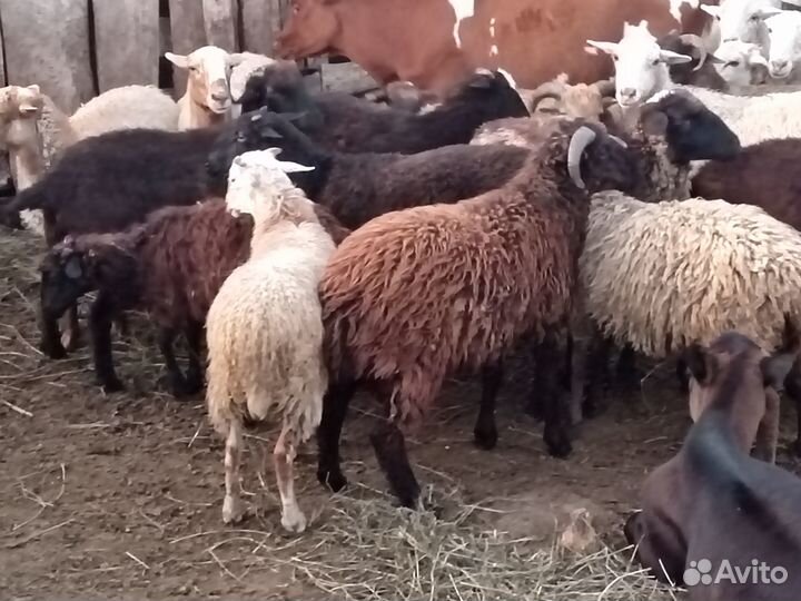 Продажа баранов и овец