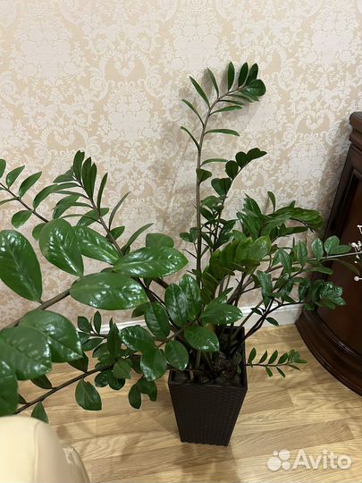 Замиокулькас