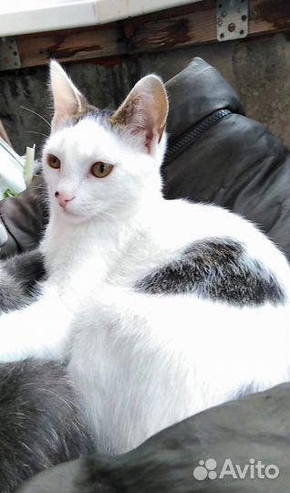 Мальчик Беляш ищет дом
