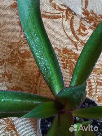 Цветущий рео