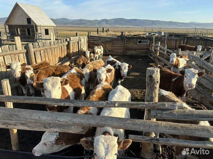 Телята - бычки, тёлки