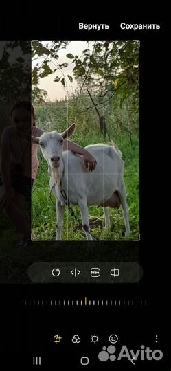 Коза доиная