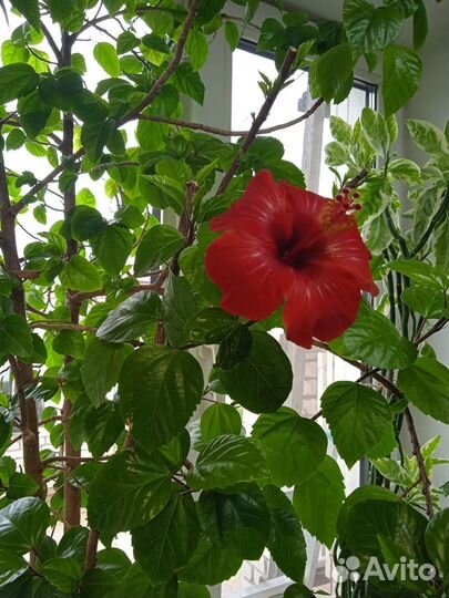 Гибискус китайсккя чайная роза