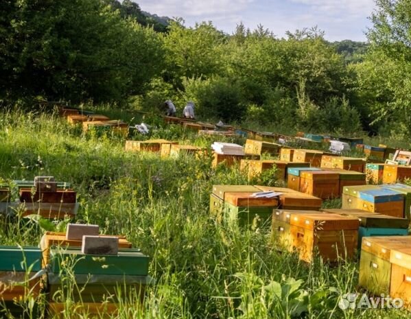 Мед 2024 года из Алтая опт