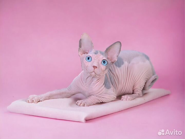 Девочки эльф и сфинкс