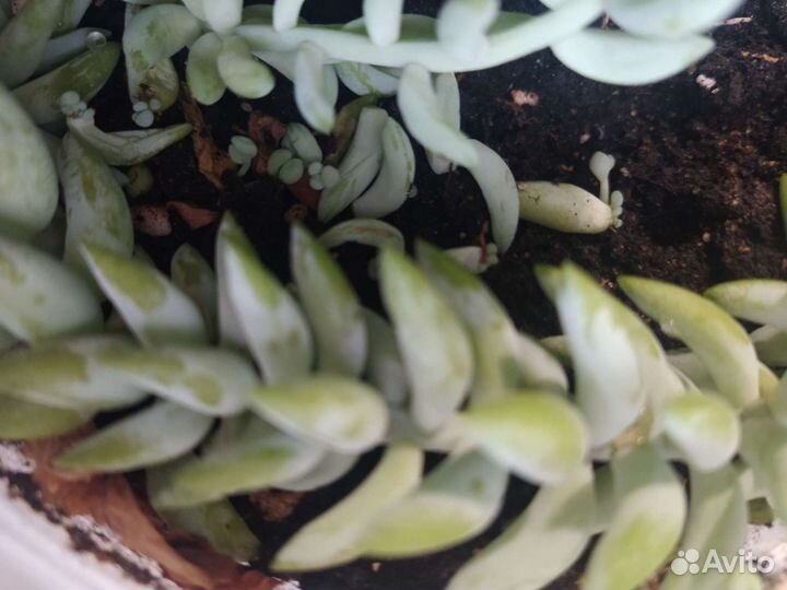 Суккуленты